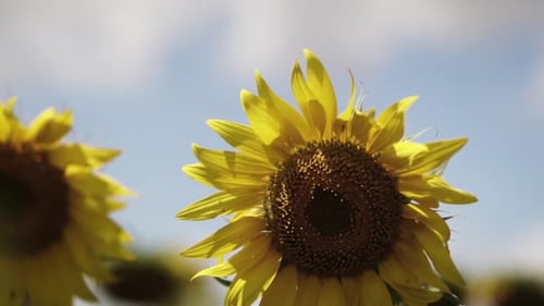 blooming sunflower on the field