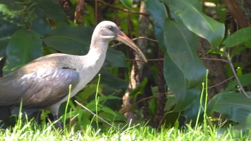 Ibis Hadada gracieux marchant dans l'herbe avant de s'envoler