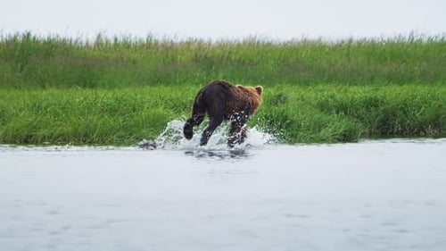 Slow Motion Handheld Footage of a Brown Bear Running Down the River