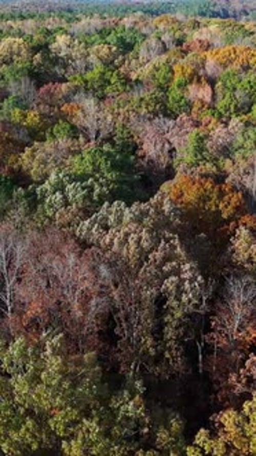 Drone Footage Showing a Dense Forest of Mixed Trees in Red Orange and Green Tones Vertical Video