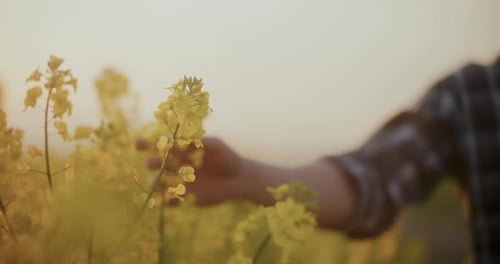 Person Touching Canola Flowers in Field During Sunset