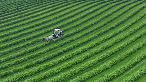 Aerial majestic view of an agricultural field of currant bushes being watered by a tractor.