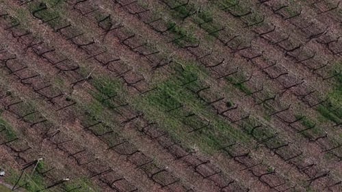 Aerial view of kiwi rows, Portugal.