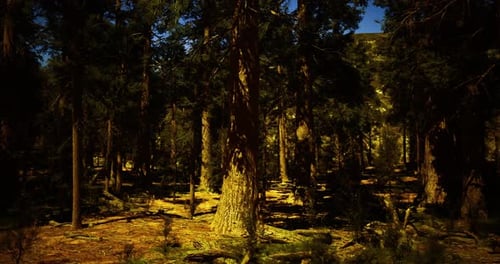 Sunlight Filters Through Tall Trees in a Dense Forest During the Afternoon