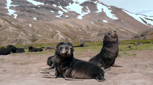 Fur Seal cubs in Salisbury plains, South Georgia, Antarctica at springtime