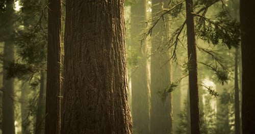 Majestic Tall Trees Surrounded By Lush Greenery in a Tranquil Forest