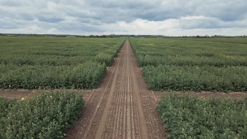 Natural Landscape View From the Height of the Green Fields of Rapeseed in the Countryside Rural