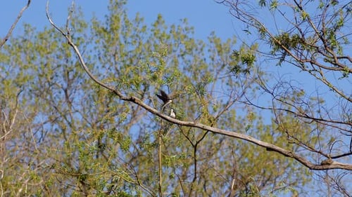 Purple martins performing elaborate aerial stunts in cinematic slow motion.
