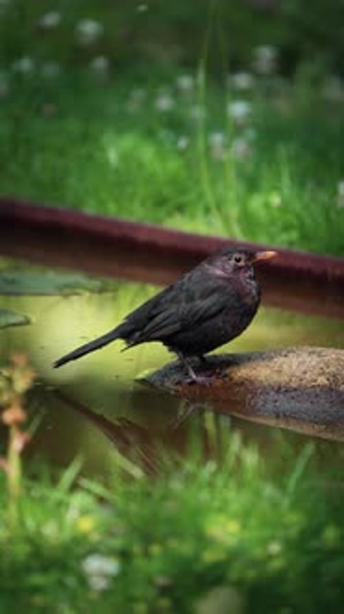 Blackbird Perched By Water With Green Grass Background
