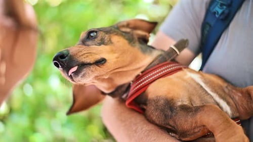 Close view of a man holding a dog with brown fur in his arms