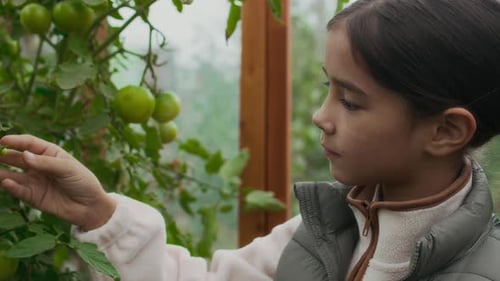 Little Girl Examining Leafy Green Tomatoes Growing in Greenhouse