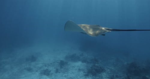 Stingray Swimming Underwater in French Polynesia or Maldives Sting Ray Swim in Tropical Sea