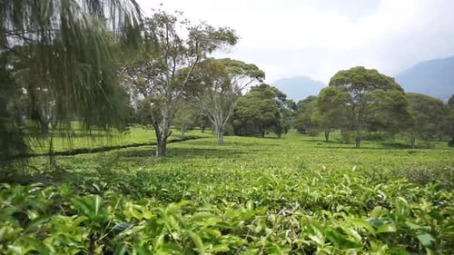 beautiful mountain scenery natural panorama of hills, and tall green trees with green tea plantation