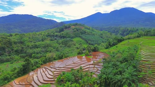 Beautiful morning view indonesia panorama landscape paddy fields with beauty color and sky natural