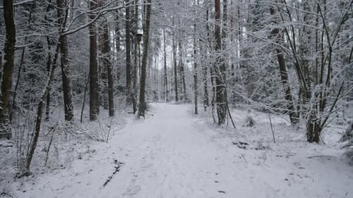 Snowy Path Through Winter Forest with Trees