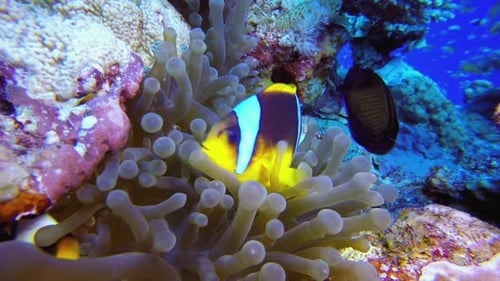 Clownfish Swimming Among Anemones in Coral Reef