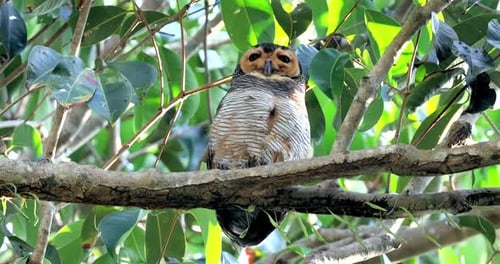 Owl Perched on Tree Branch Amidst Lush Green Foliage Spotted WoodOwl