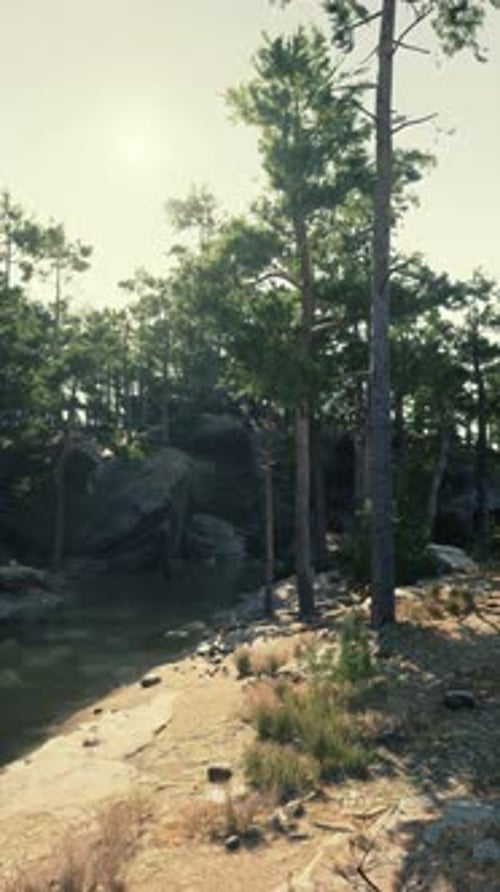 River Flowing Through Dense Forest