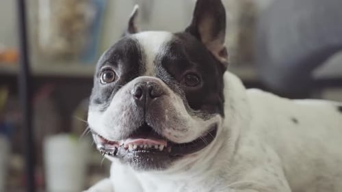 Charming French Bulldog Close-up Indoors During Daytime