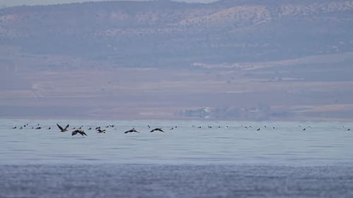 Cormorants flying over the surface of Utah Lake