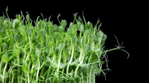 Green Pea Germination Moves In Time Lapse. Micro Greens Seedling For Healthy Eating. Vegan Food