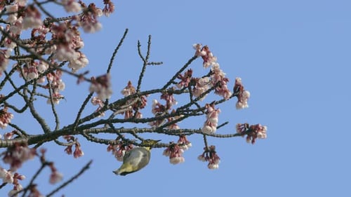 Japanese White-Eye Bird Feeds on Cherry Blossoms