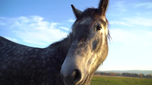 A close-up of a gray horse in a sunny meadow during golden hour