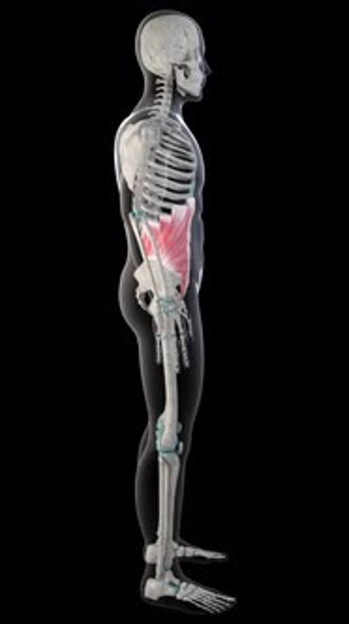 Vídeo vertical dos músculos oblíquos abdominais internos em todo o corpo humano