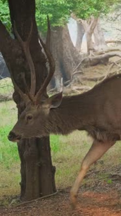 Beau cerf mâle Sambar Rusa Unicolor marchant dans le parc national de Ranthambore, Rajasthan, Inde