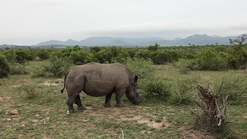 Ein flaches hellweißes Nashorn frisst grünes Gras in der südafrikanischen Savanne