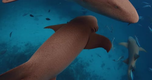 Nurse Sharks Underwater in Tropical Blue Sea School of Fish and Sharks in Blue Ocean Maldives