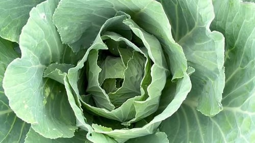 Close Up on Fresh Cabbage in Harvest Field