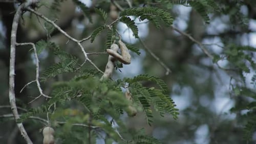Fruchtschale der Tamarinden am Baum. Hineinzoomen