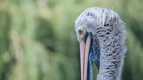 Beautiful White Pelicans in the Wild A Large Seabird in Western Australia Wildlife Captured in