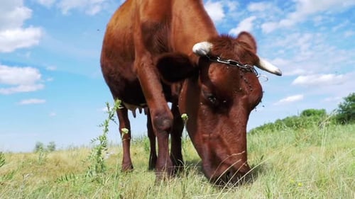 Gray Cow Grazing on Meadow on Sky Background Slow Motion