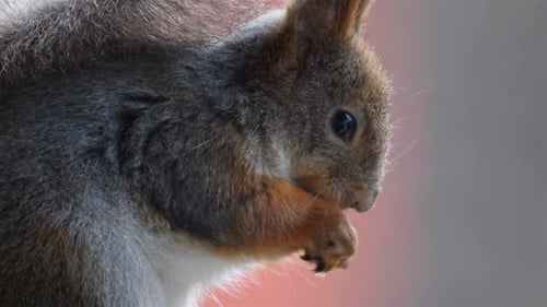 Extreme Close Up of a Cute Red Squirrel Gently Eating a Small Snack