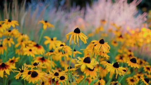 Top view of beautiful yellow daisies and green leaves. Flowers and leaves sway in the wind.