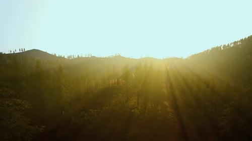 La lumière matinale Bright Dawn Serenity illumine un paysage boisé brumeux