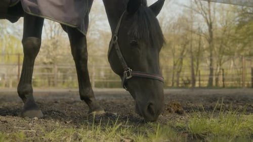 Black Horse Grazing Peacefully in Rural Field