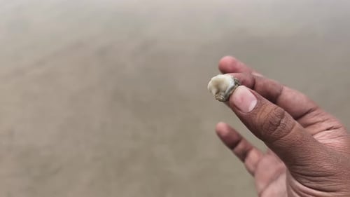 Close Up Of Person Holding Small Sea Snail On Sandy Beach