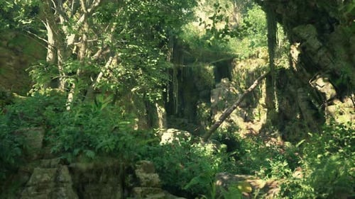 A Lush Green Forest Filled with Lots of Trees