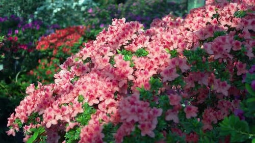 Close Up Bushes of Colorful Azalea Flowers Growing in the Garden