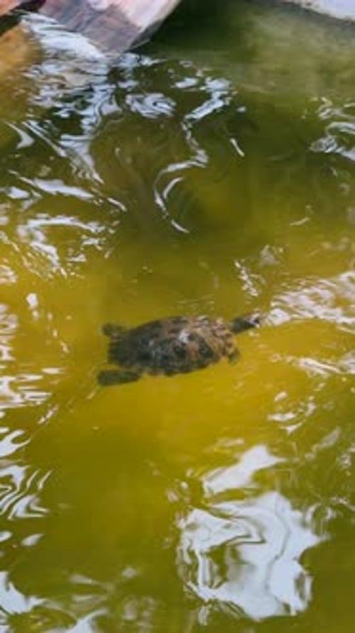 Eine bezaubernde Schildkröte, die anmutig in einem üppigen grünen Wasserteich mit Gelassenheit und Schönheit schwimmt