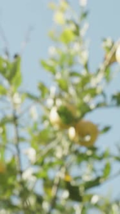 Vertical video. Fruits of Lemon High on the Tree Against the Bright Blue Sky.