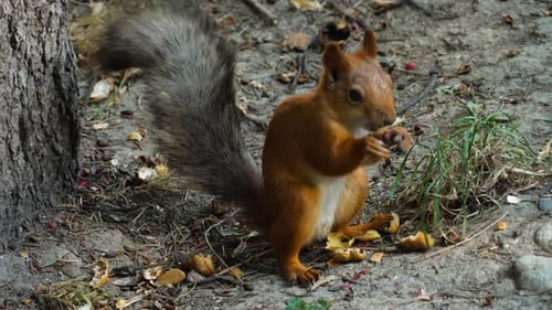 Red Squirrel Eating a Nut in the Forest