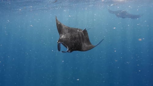 Manta Rays Swimming Gracefully Underwater in Ocean