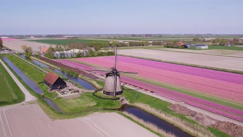 Aerial view of tulip fields with windmill, Netherlands.