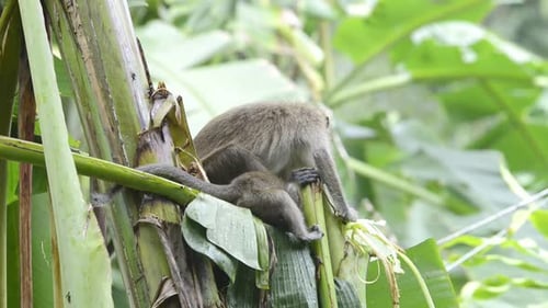 Mutter und Junge Langschwanzmakaken ernähren sich von Blättern und Rufen der Bananenpflanze