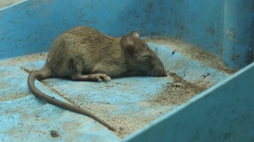 dead rat poisoned video. house and garden pests. dead rodent poisoned