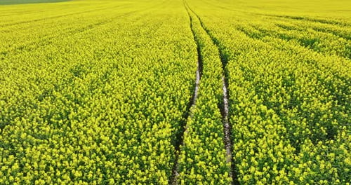 Blooming yellow rape flowers with tractor tracks in countryside.